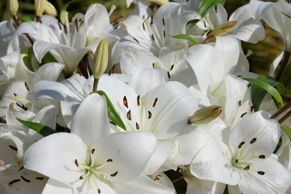 庭の白いユリの花 — ストック写真