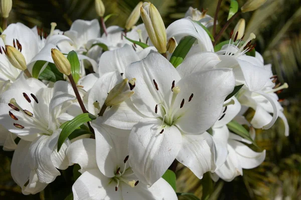 Bílé Květy Lilie Údolí — Stock fotografie