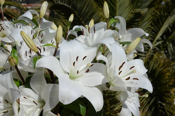 Fehér Liliom Virág Kertben — Stock Fotó