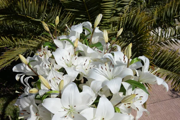 Orquídea Branca Fundo Madeira — Fotografia de Stock