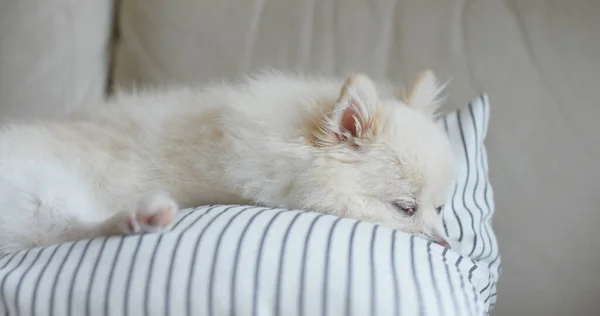 Милый Кот Спит Диване — стоковое фото