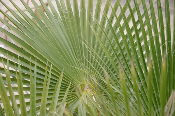 Gröna Blad Ett Palmträd — Stockfoto