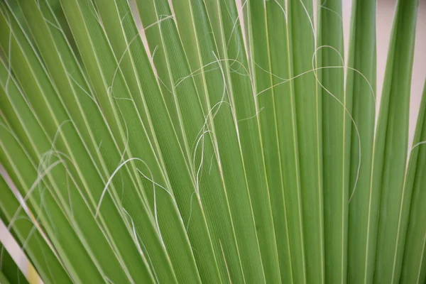 Feuilles Flore Feuillage Verts — Photo