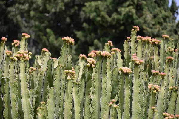 Cactus Dans Jardin — Photo