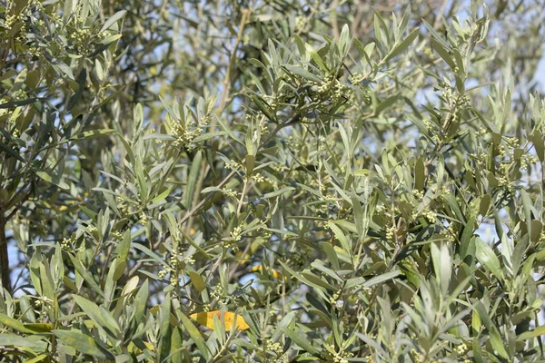 Цвіт Оливкового Дерева Провінції Аліканте Іспанія — стокове фото