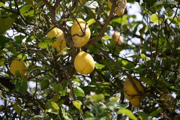 Limões Amarelos Maduros Uma Árvore Jardim — Fotografia de Stock
