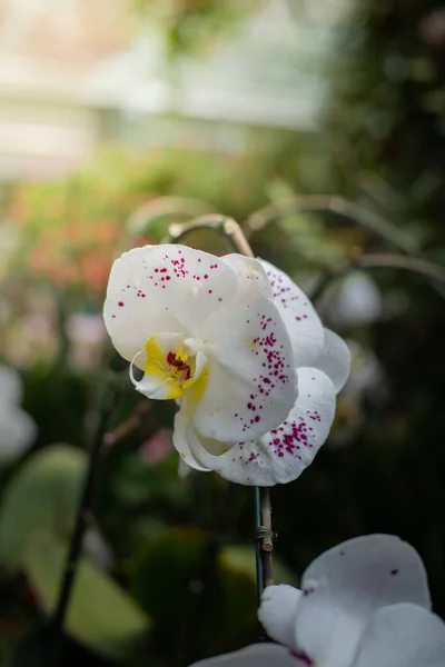 庭の美しい蘭の花 — ストック写真