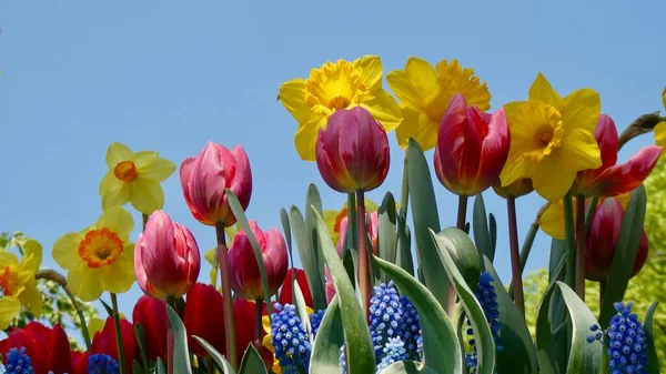 Beautiful Spring Flowers Flora Nature — Stock Photo, Image
