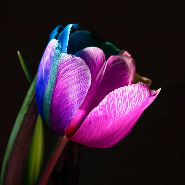 Une Tulipe Arc Ciel Colorée — Photo