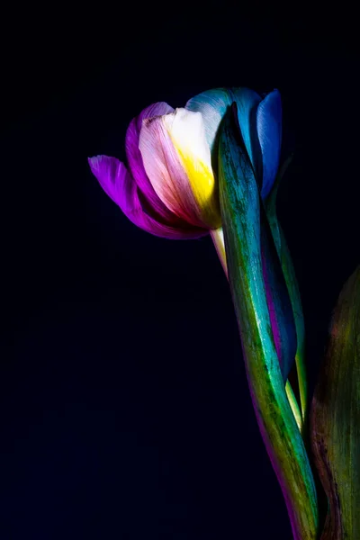 Une Tulipe Arc Ciel Colorée — Photo