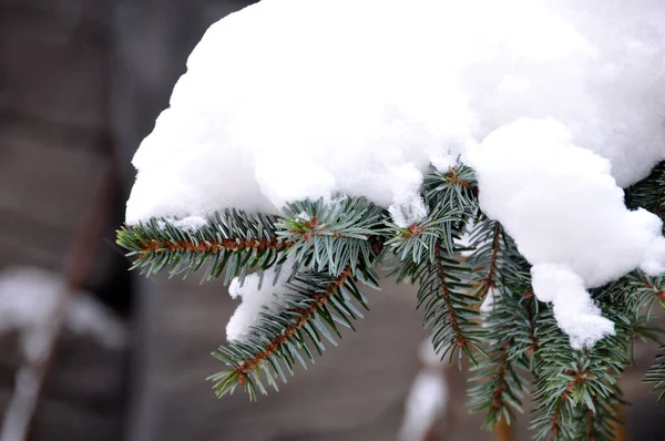 Ramas Cubiertas Nieve Con Hojas Esponjosas Blancas Una Rama Árbol —  Fotos de Stock