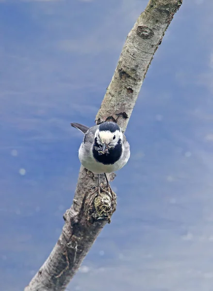 Bachstelze Motacilla Alba Galho Com Moscas Capturadas Bico — Fotografia de Stock