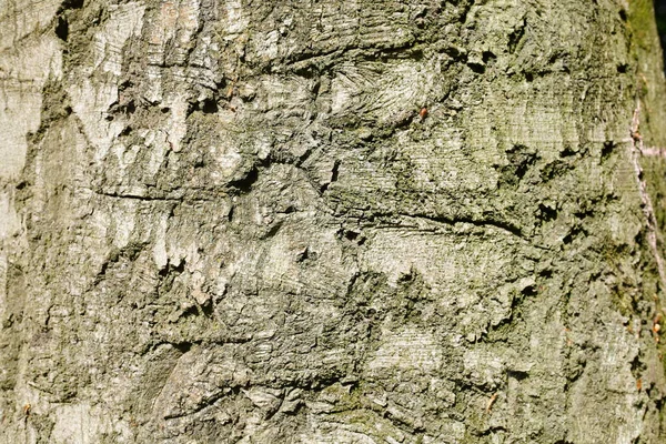 Perto Uma Casca Árvore — Fotografia de Stock