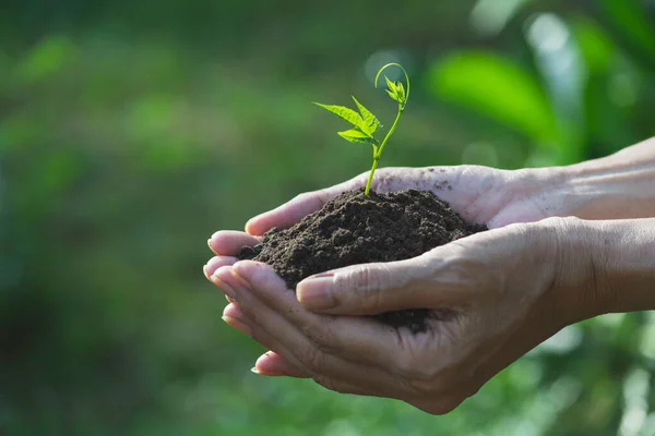 Lidské Ruce Drží Zelenou Malou Rostlinu Pro Životní Ekologickou Koncepci — Stock fotografie