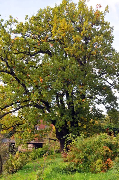 Gamla Eken Hannover — Stockfoto