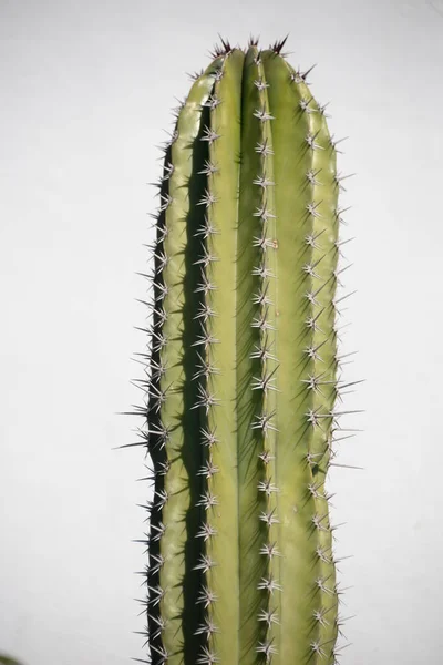 Plante Cactus Fond Vert — Photo