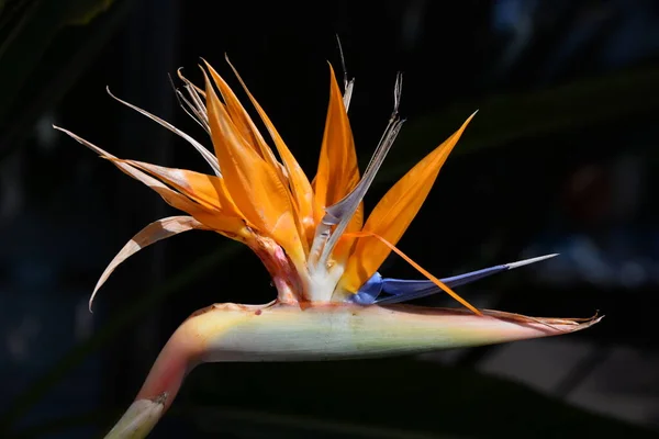 Bel Colpo Botanico Carta Parati Naturale — Foto Stock