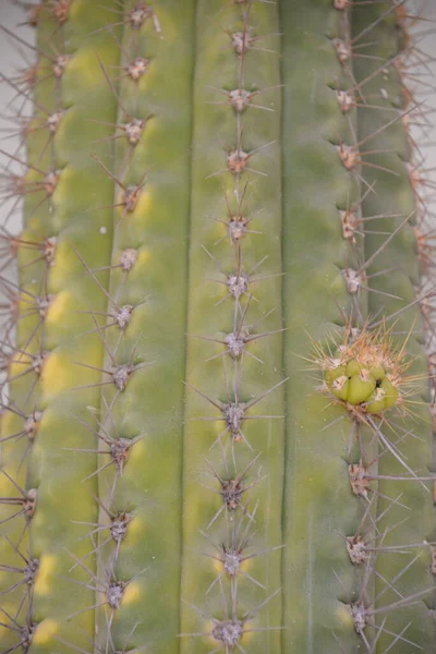 Närbild Kaktus — Stockfoto