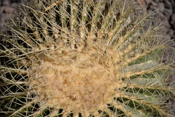 Kaktus Öknen — Stockfoto