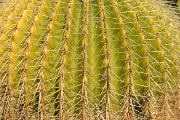 Cactus Nel Deserto — Foto Stock