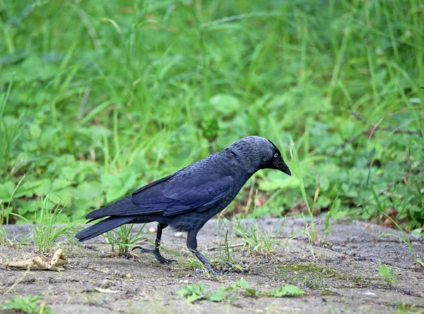 Dohle Coloeus Monedula Nell Orto Botanico Heidelberg — Foto Stock