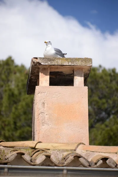 Möwe Der Stadt — Stockfoto