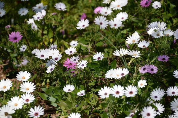 Çiçekli Papatyalar Costa Blanca Spanya — Stok fotoğraf