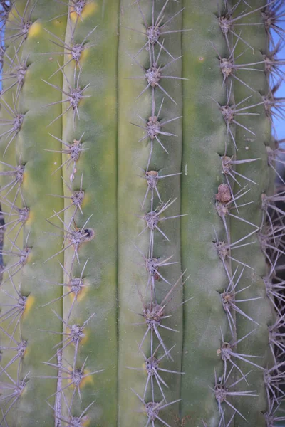 Zbliżenie Kaktusa — Zdjęcie stockowe