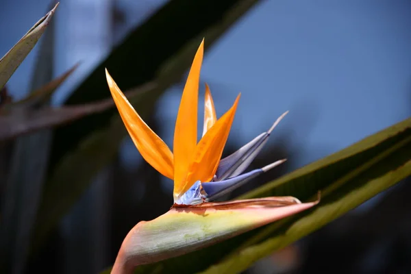 Mooi Botanisch Schot Natuurlijk Behang — Stockfoto