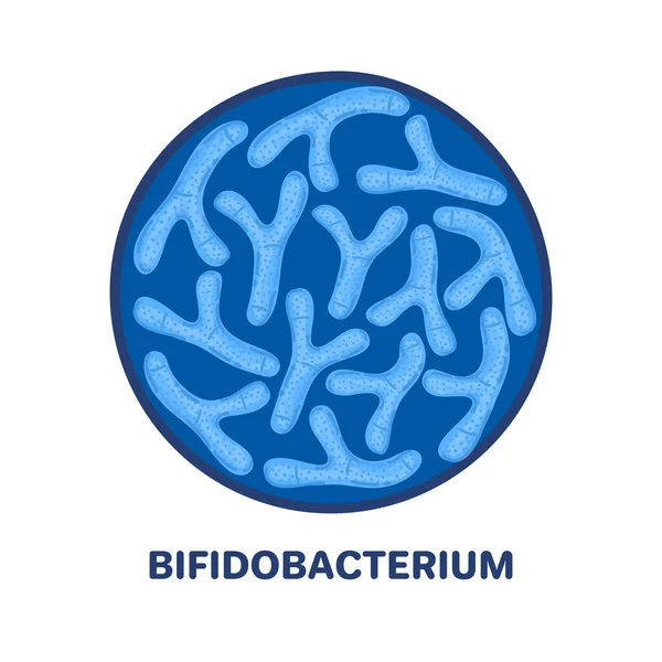 Vektorprobiotika Cirkulär Form Bifidobakterie Mikrobiom Medicin Eller Kosttillskott Broschyr Flygblad — Stockfoto