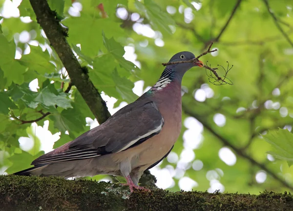 Pájaro Está Sentado Una Rama Árbol — Foto de Stock