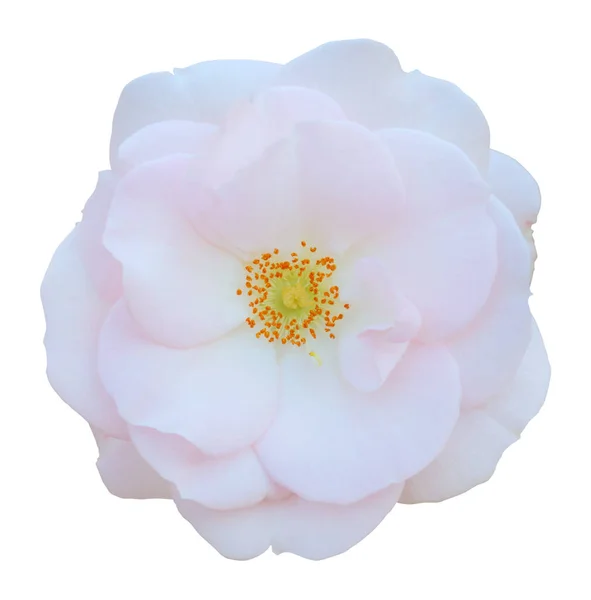 Wild Rose Rosaceae Isolado Fundo Branco Incluindo Caminho Recorte Alemanha — Fotografia de Stock