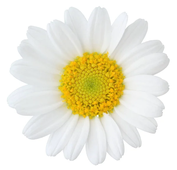 Marguerite Blanche Marguerite Isolée Sur Fond Blanc Compris Chemin Coupe — Photo