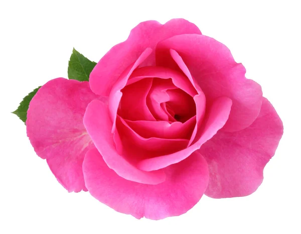 Magenta Rose Rosaceae Isolado Sobre Fundo Branco Incluindo Caminho Recorte — Fotografia de Stock