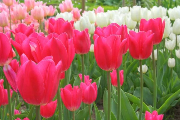 Cama Tulipanes Colorida Familia Los Lirios Liliaceae Parque Alemania — Foto de Stock