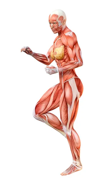 用白色背景隔离肌肉图的女性形象的三维绘制 — 图库照片