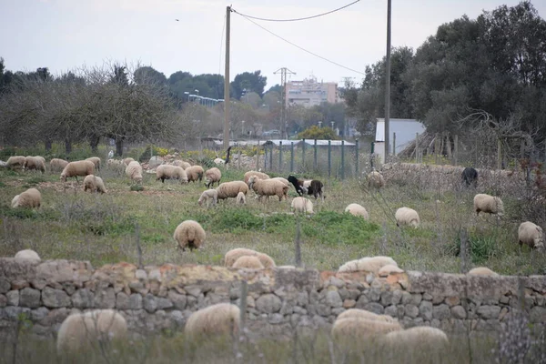 Schapen Wei Het Balearen Eiland Mallorca Spanje — Stockfoto