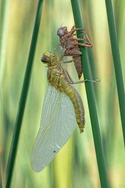 Detailní Pohled Krásný Hmyz — Stock fotografie