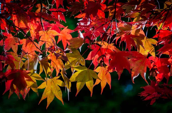 Hojas Otoño Temporada Otoño Flora — Foto de Stock