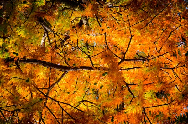 Hojas Otoño Bosque — Foto de Stock