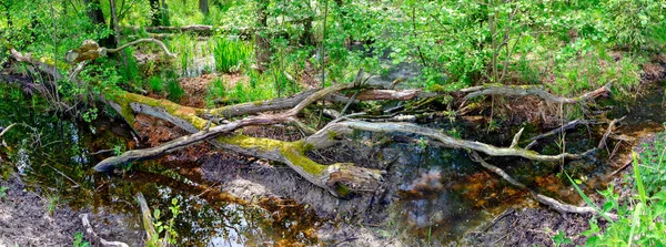 Slough Con Acqua Marrone Albero Morto Una Foresta Del Parco — Foto Stock