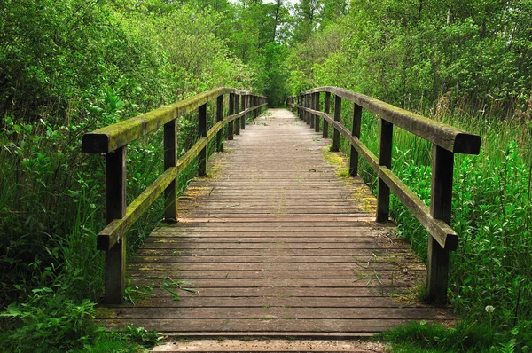 Pont Bois Dans Forêt — Photo