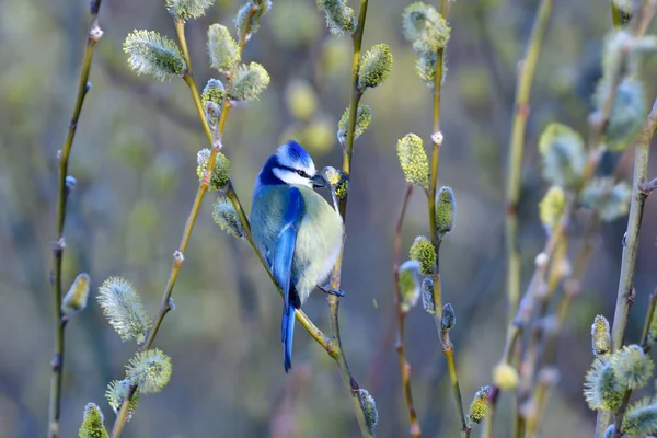 Uccello Ramo Albero — Foto Stock