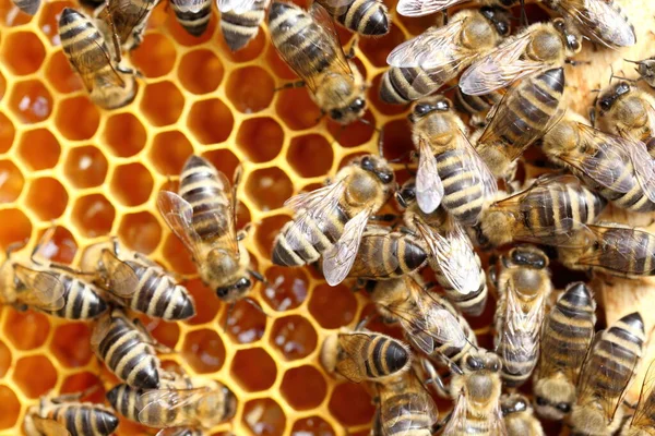 在黄色蜂蜡上工作的蜜蜂 — 图库照片