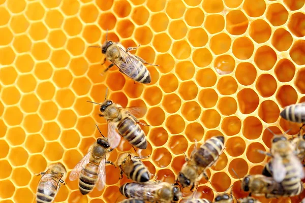 Μερικές Μέλισσες Που Εργάζονται Ένα Κερί Μελιού — Φωτογραφία Αρχείου