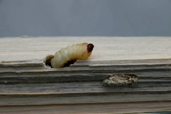 蚯蚓咬成一块木头 — 图库照片