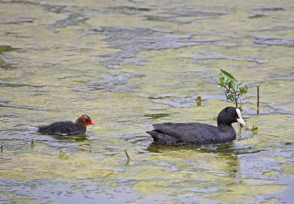 Дикие Утки Воде — стоковое фото