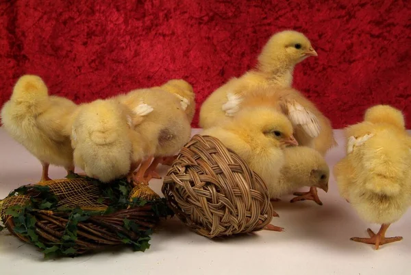 Nettes Kleines Huhn Nest — Stockfoto