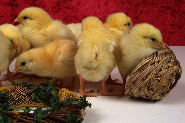 Χαριτωμένο Μικρό Κοτόπουλο Στη Φωλιά — Φωτογραφία Αρχείου