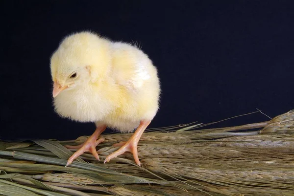 Siyah Bir Arka Plan Üzerinde Şirin Küçük Tavuk — Stok fotoğraf